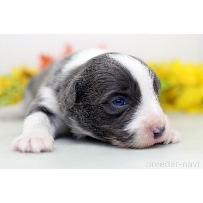 販売中の埼玉県のボーダーコリー-452396の6枚目