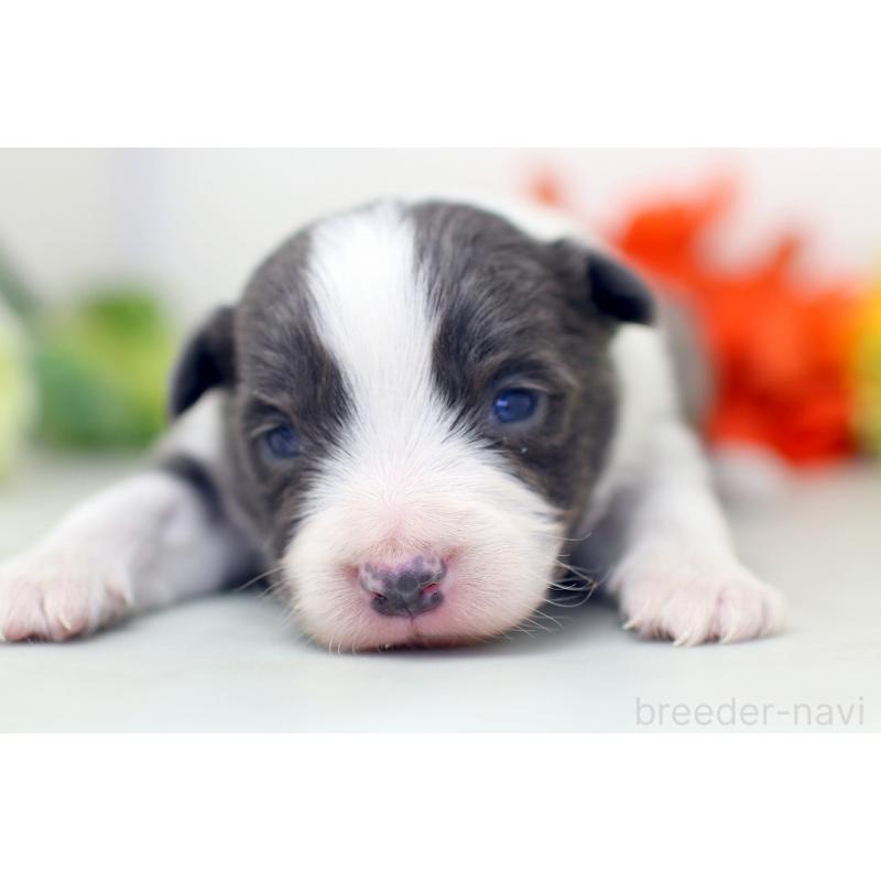 販売中の埼玉県のボーダーコリー-452396の5枚目