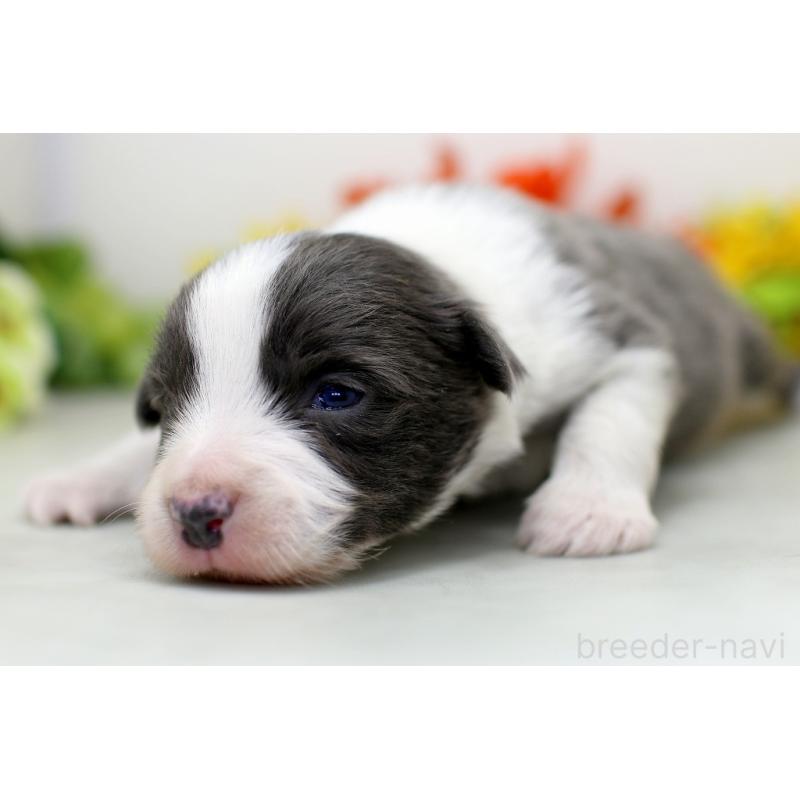 販売中の埼玉県のボーダーコリー-452396の4枚目