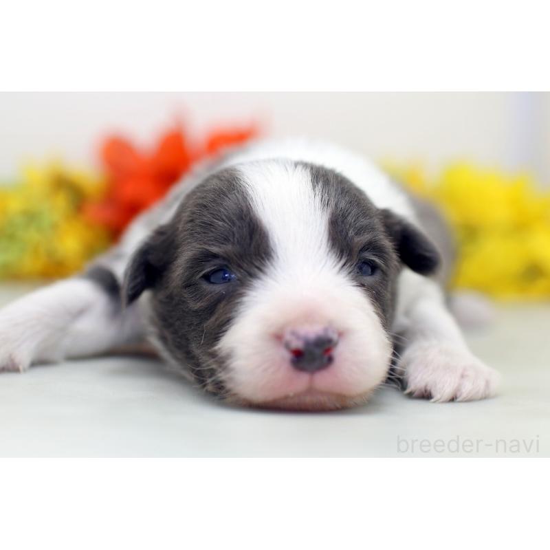 販売中の埼玉県のボーダーコリー-452396の3枚目