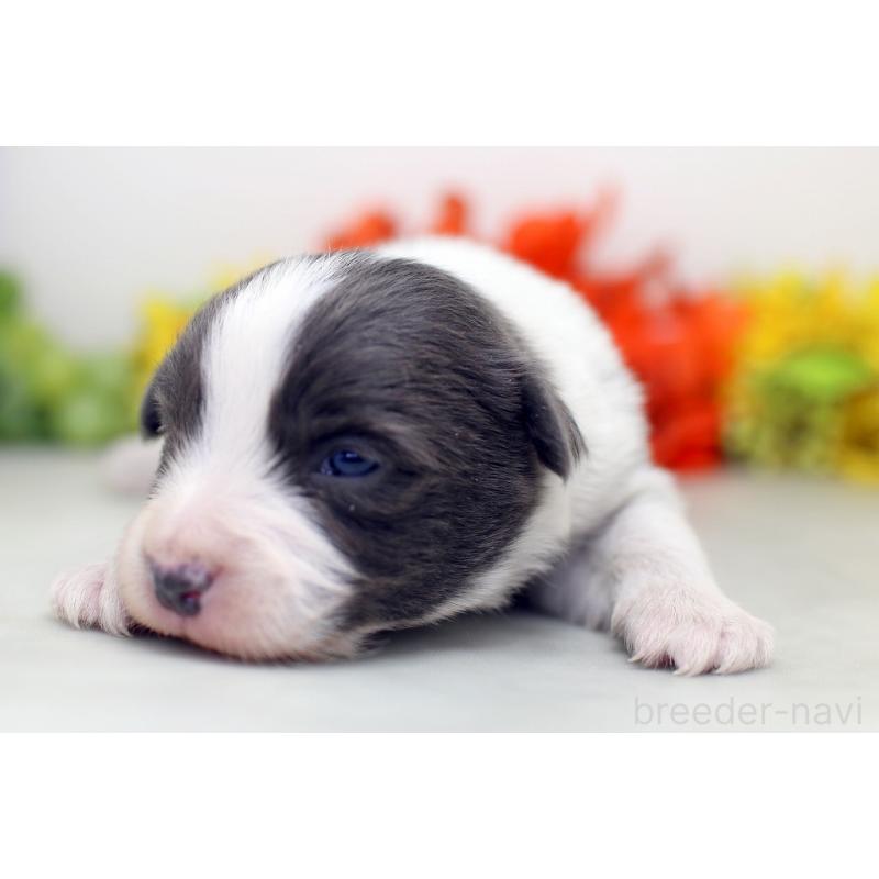 販売中の埼玉県のボーダーコリー-452396の2枚目