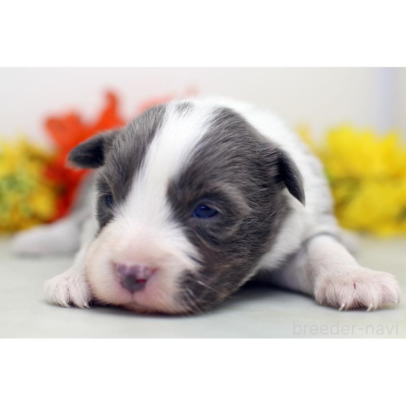 販売中の埼玉県のボーダーコリー-452398の8枚目