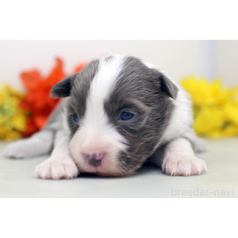 販売中の埼玉県のボーダーコリー-452398の7枚目