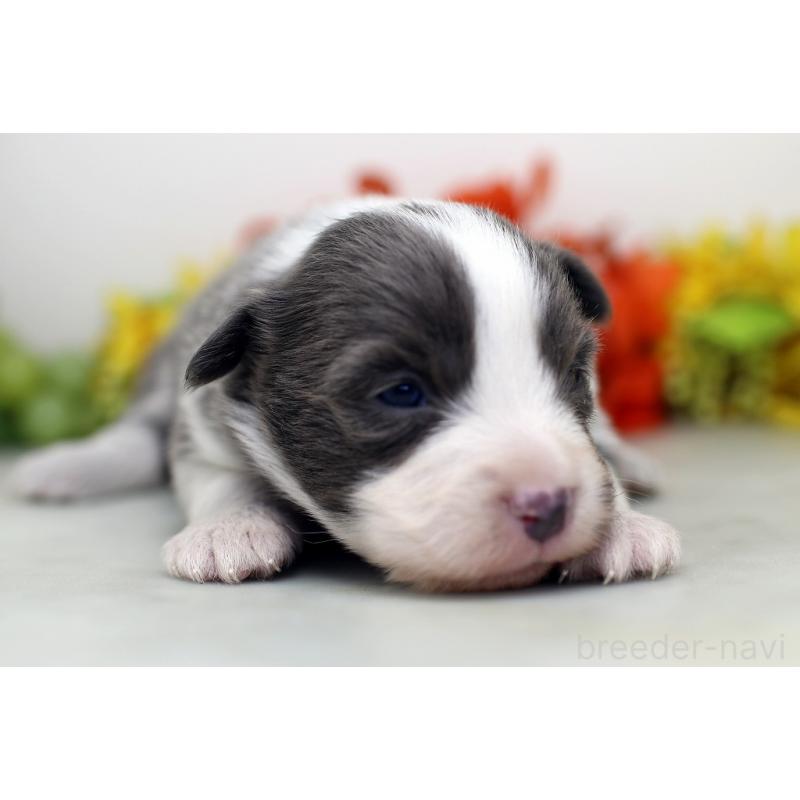 販売中の埼玉県のボーダーコリー-452398の6枚目