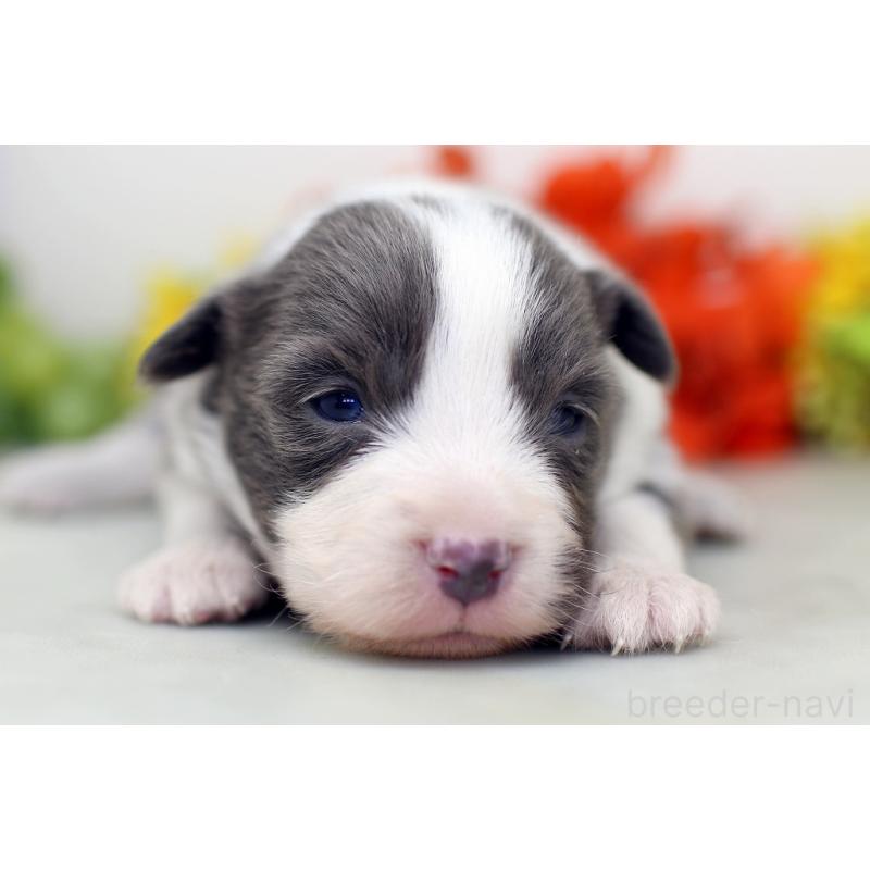 販売中の埼玉県のボーダーコリー-452398の5枚目