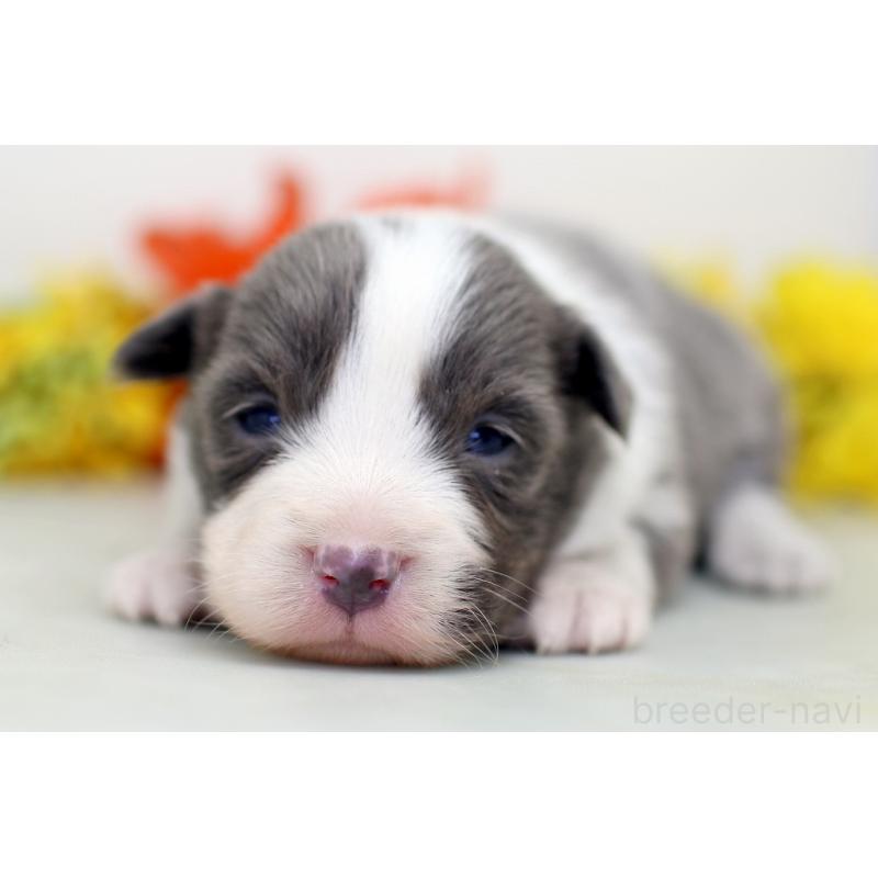 販売中の埼玉県のボーダーコリー-452398の4枚目