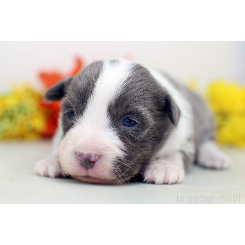 販売中の埼玉県のボーダーコリー-452398の3枚目