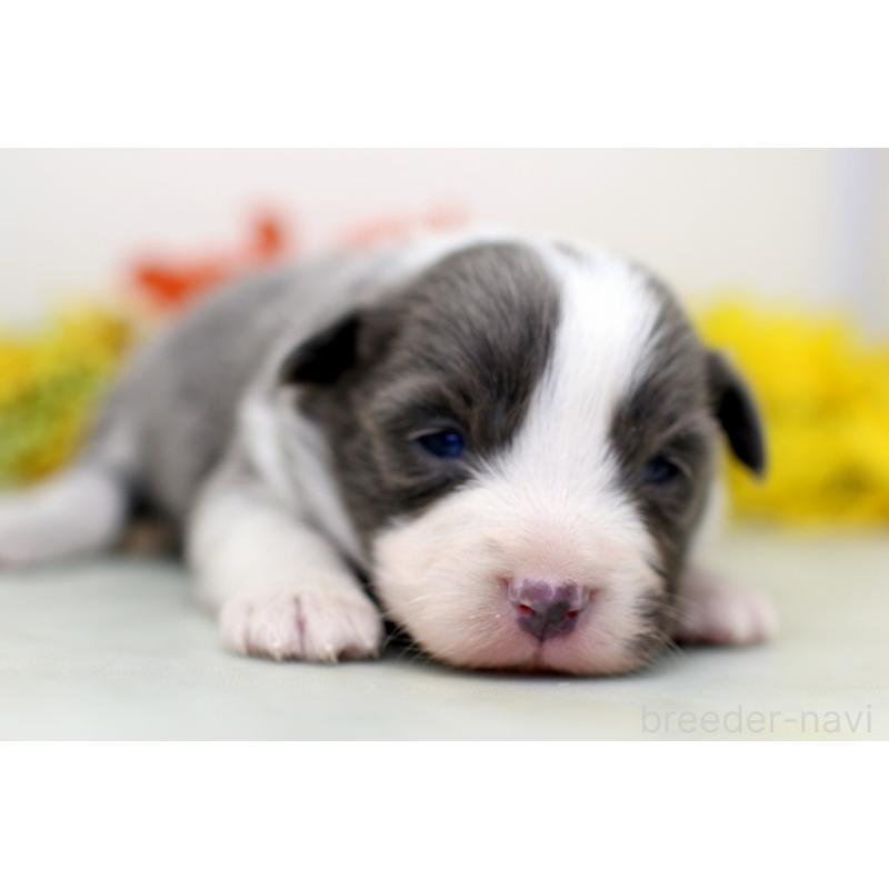 販売中の埼玉県のボーダーコリー-452398の2枚目