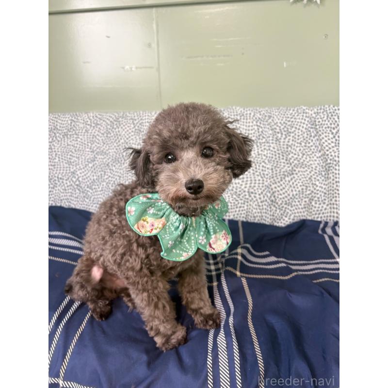 販売中の福岡県のタイニープードル-411343の2枚目