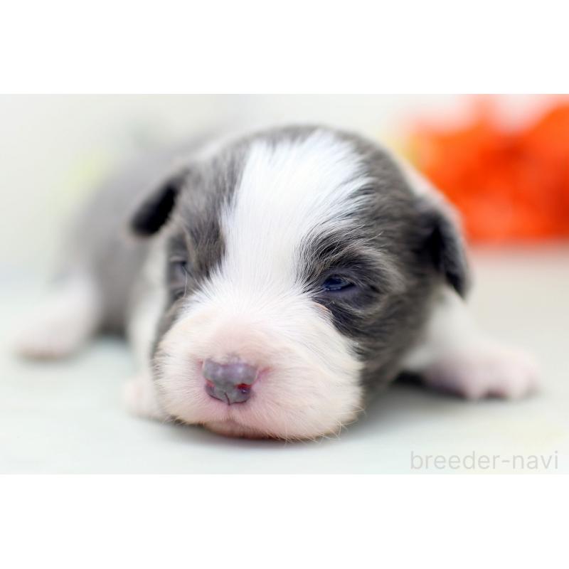 販売中の埼玉県のボーダーコリー-452399の8枚目