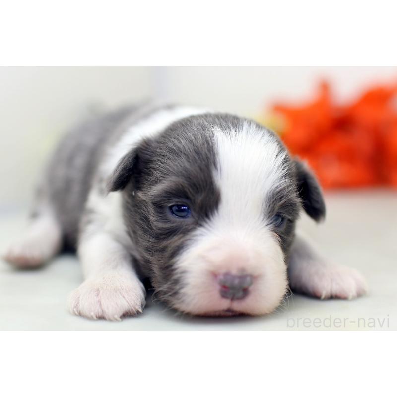 販売中の埼玉県のボーダーコリー-452399の7枚目