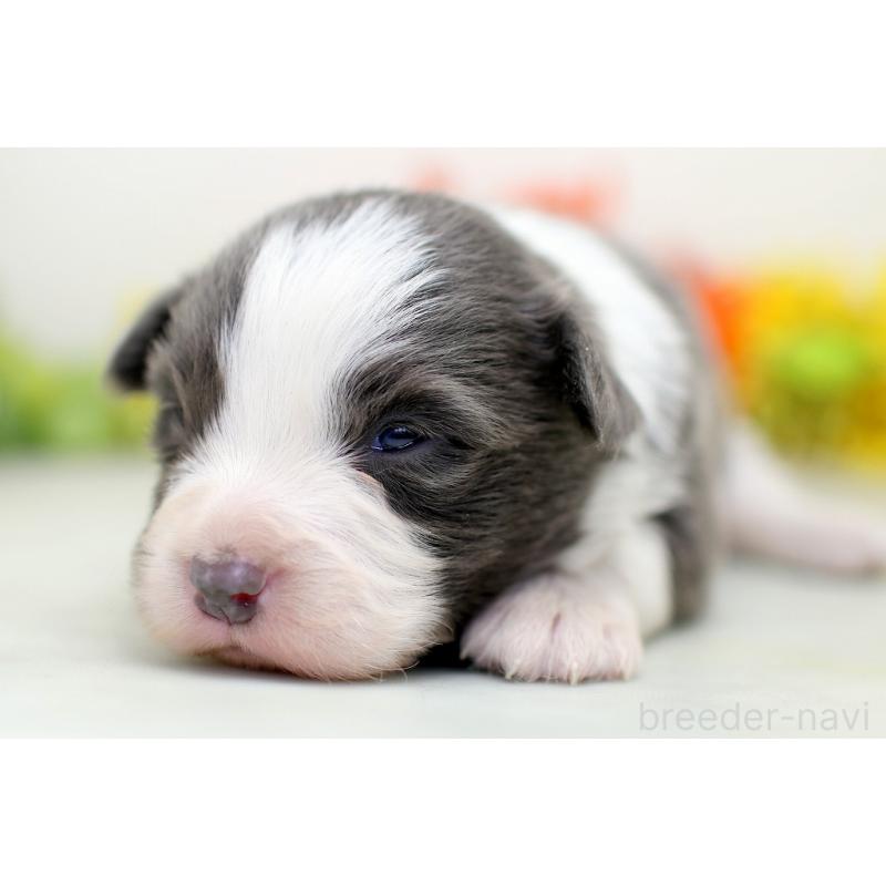 販売中の埼玉県のボーダーコリー-452399の6枚目