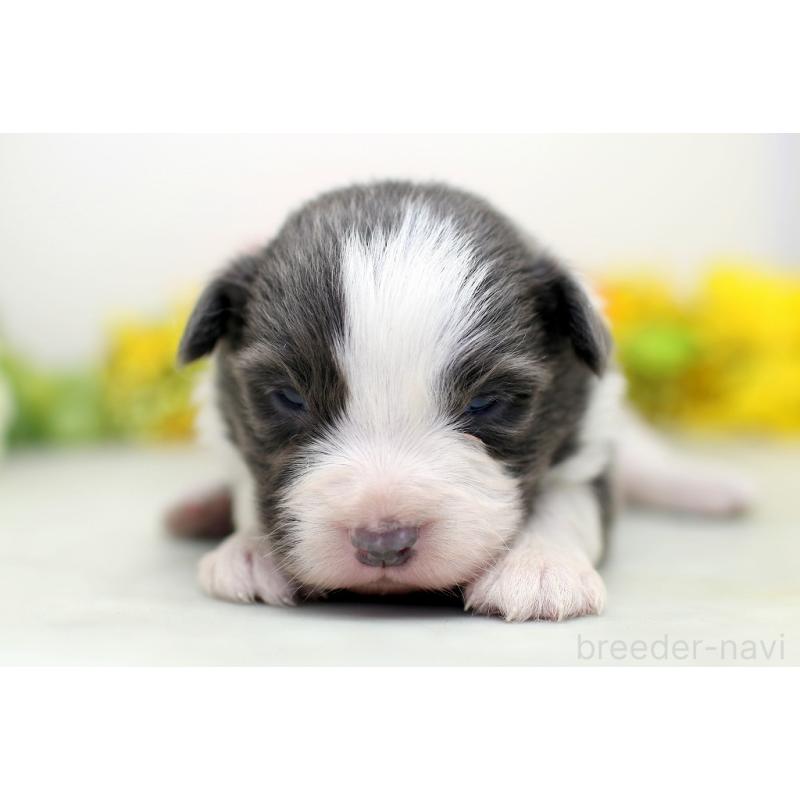 販売中の埼玉県のボーダーコリー-452399の5枚目