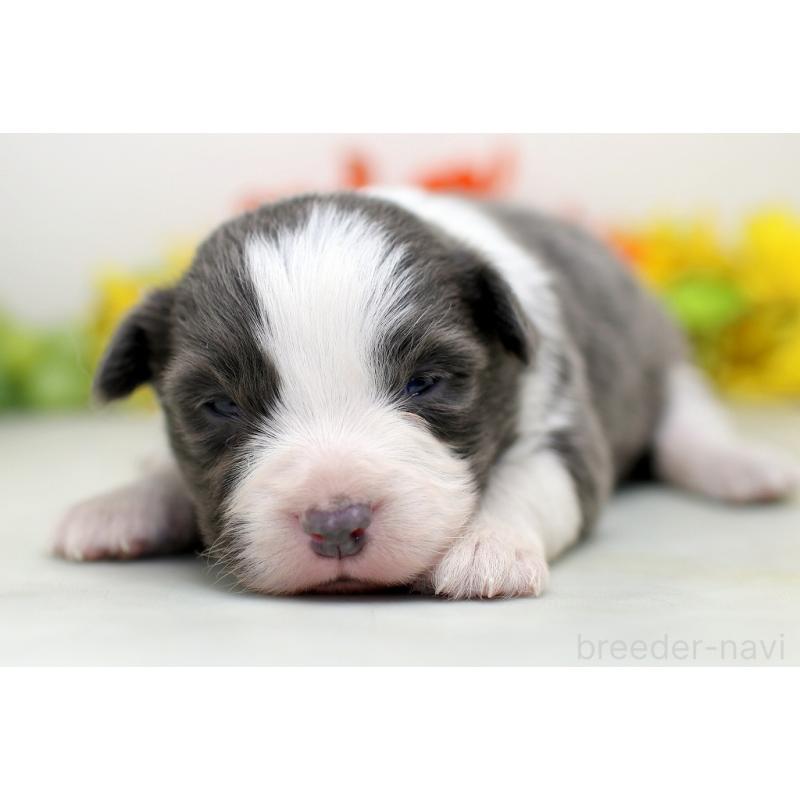 販売中の埼玉県のボーダーコリー-452399の4枚目