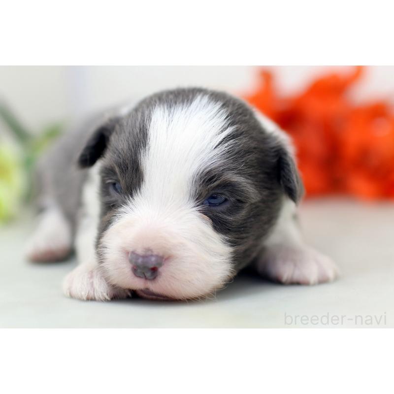 販売中の埼玉県のボーダーコリー-452399の3枚目