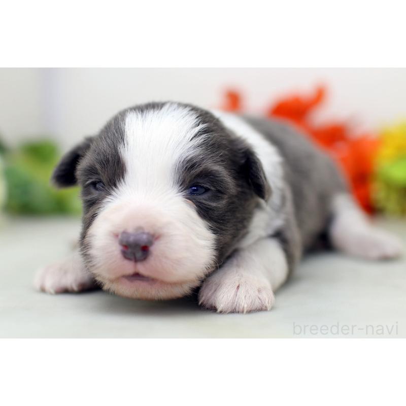 販売中の埼玉県のボーダーコリー-452399の2枚目