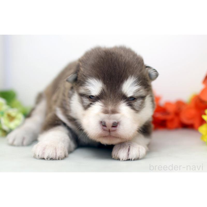 販売中の埼玉県のアラスカンマラミュート-452401の8枚目