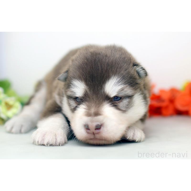 販売中の埼玉県のアラスカンマラミュート-452401の7枚目