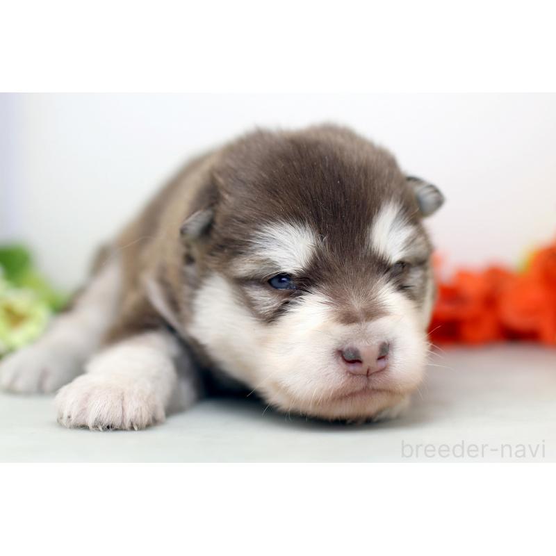 販売中の埼玉県のアラスカンマラミュート-452401の6枚目