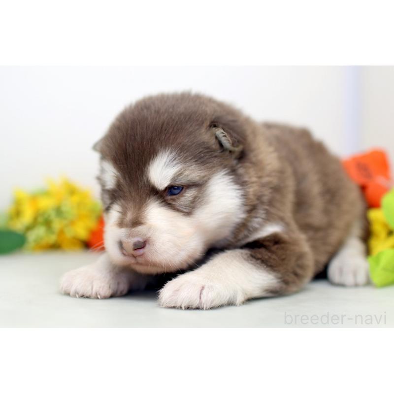 販売中の埼玉県のアラスカンマラミュート-452401の4枚目