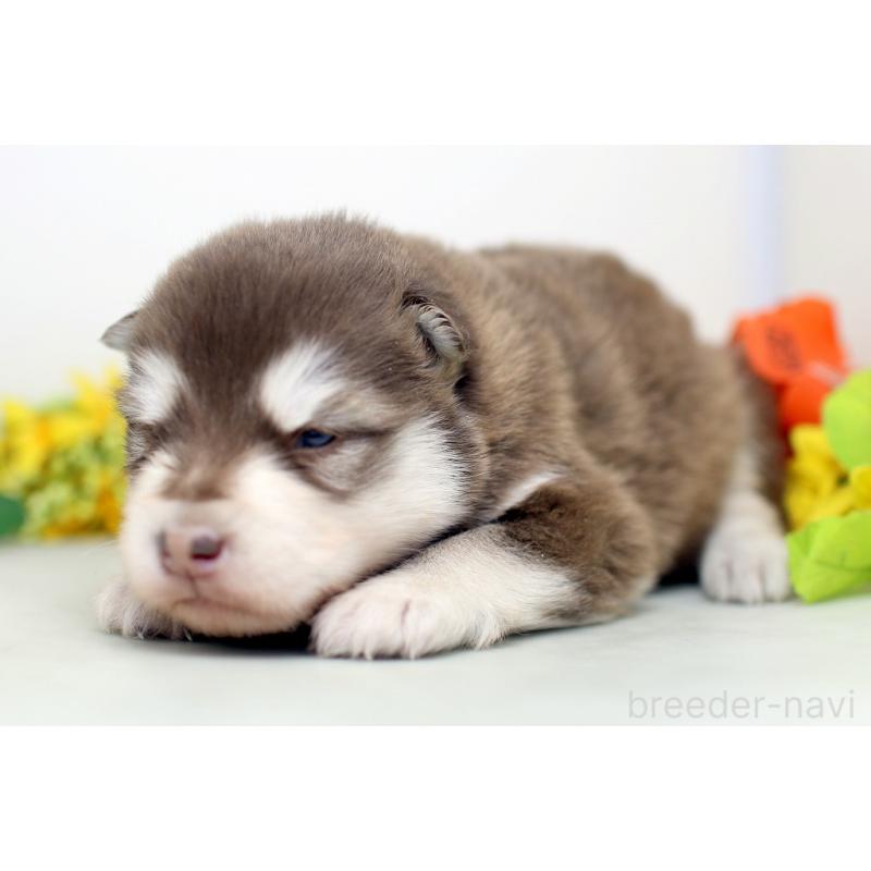 販売中の埼玉県のアラスカンマラミュート-452401の3枚目