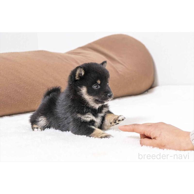 販売中の大分県の豆柴-452400の5枚目