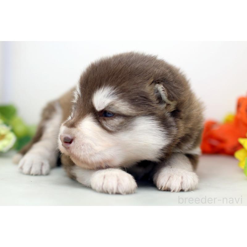 販売中の埼玉県のアラスカンマラミュート-452401の2枚目