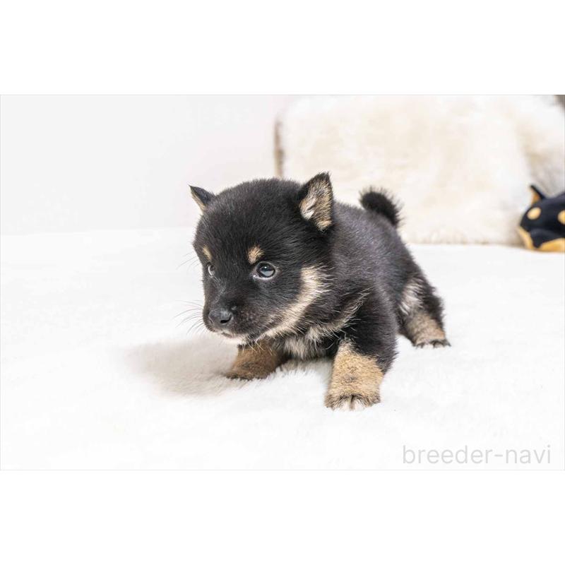 販売中の大分県の豆柴-452400の4枚目