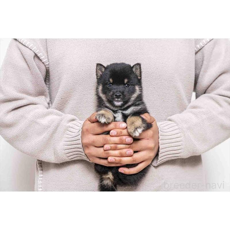 販売中の大分県の豆柴-452400