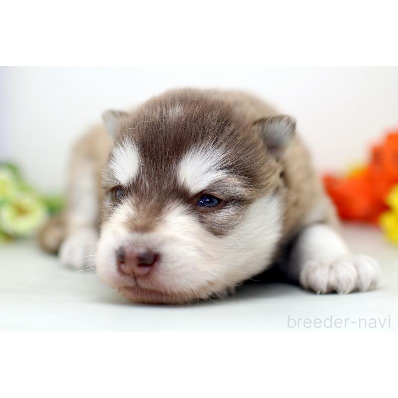 販売中の埼玉県のアラスカンマラミュート-452402の8枚目