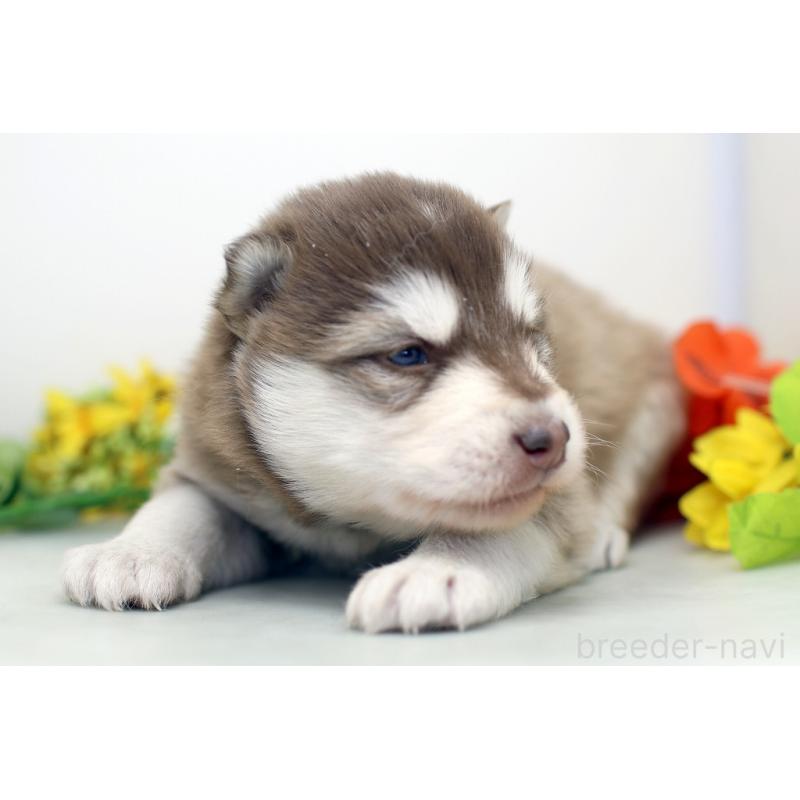 販売中の埼玉県のアラスカンマラミュート-452402の7枚目