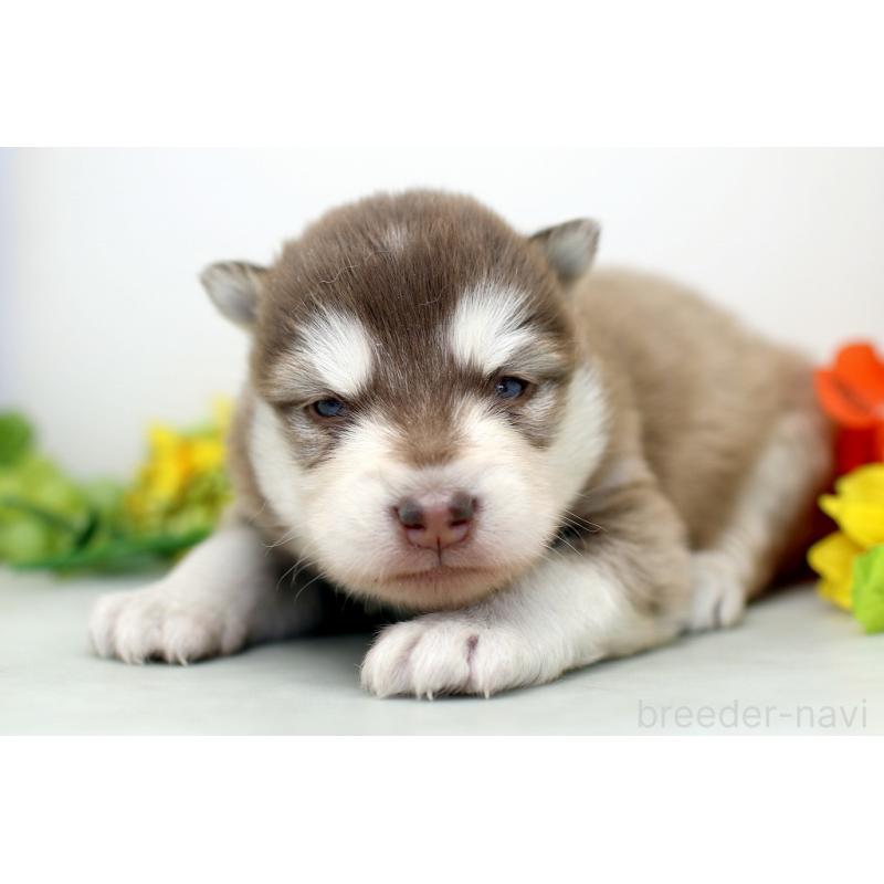 販売中の埼玉県のアラスカンマラミュート-452402の6枚目