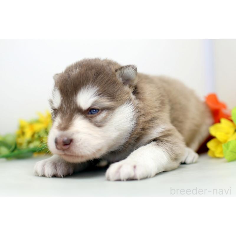 販売中の埼玉県のアラスカンマラミュート-452402の5枚目