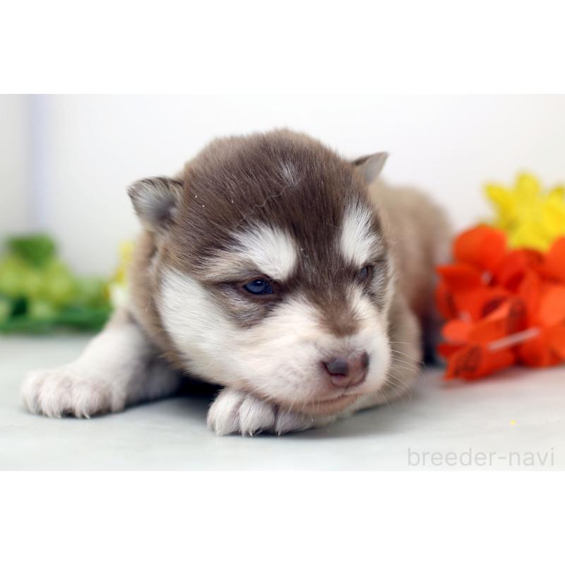 販売中の埼玉県のアラスカンマラミュート-452402の4枚目