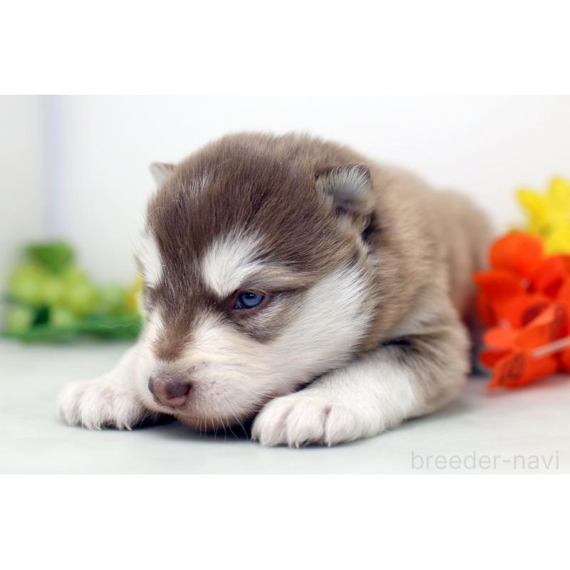 販売中の埼玉県のアラスカンマラミュート-452402の3枚目