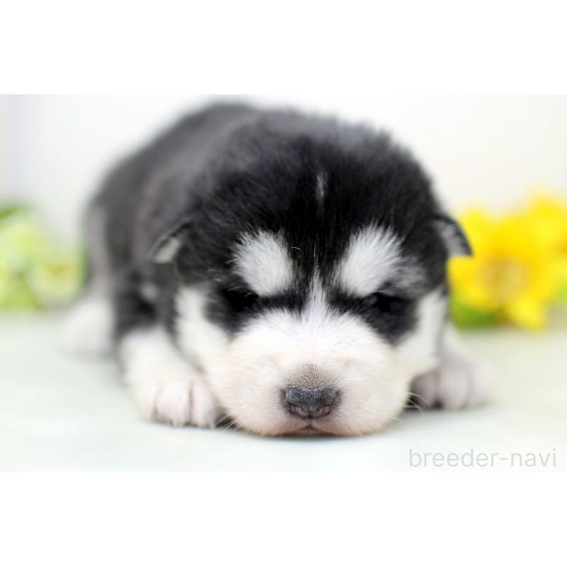 販売中の埼玉県のアラスカンマラミュート-452405の8枚目