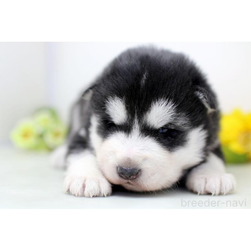 販売中の埼玉県のアラスカンマラミュート-452405の6枚目