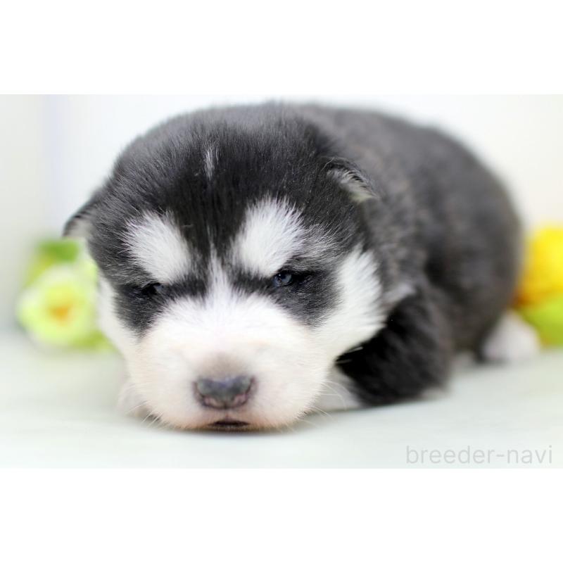 販売中の埼玉県のアラスカンマラミュート-452405の5枚目