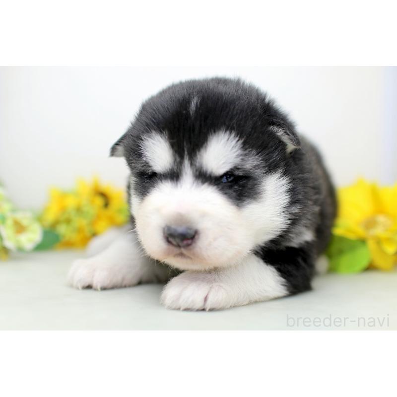 販売中の埼玉県のアラスカンマラミュート-452405の4枚目