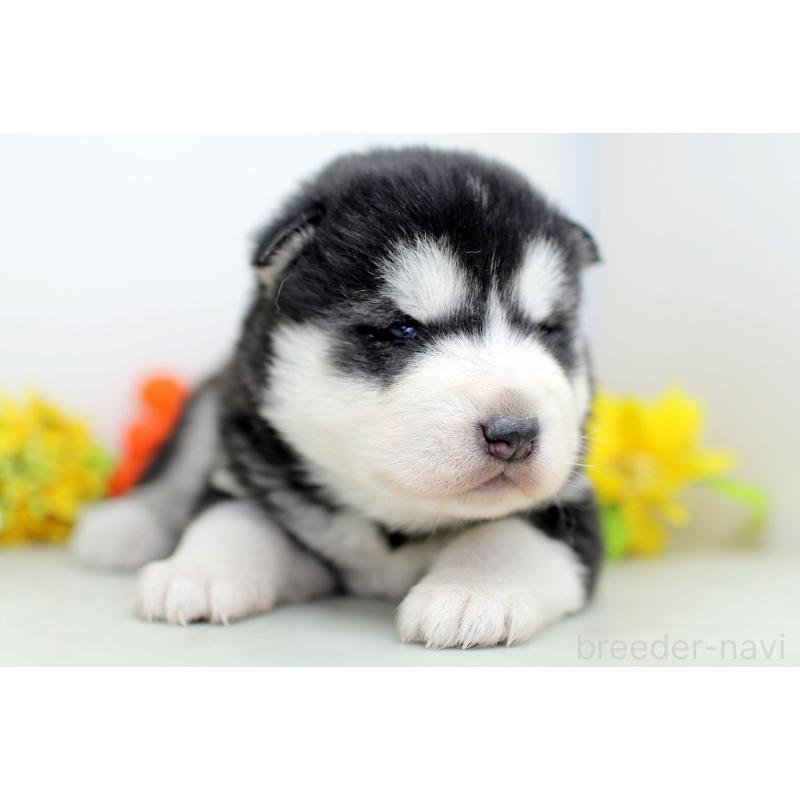 販売中の埼玉県のアラスカンマラミュート-452405の3枚目