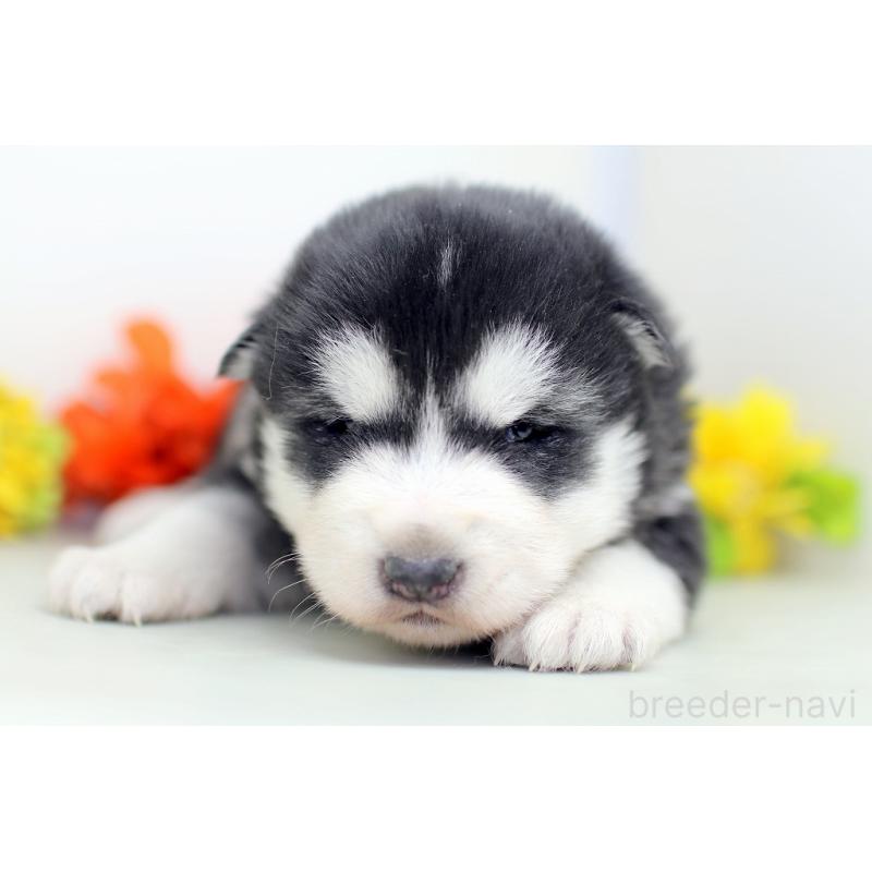 販売中の埼玉県のアラスカンマラミュート-452405の2枚目