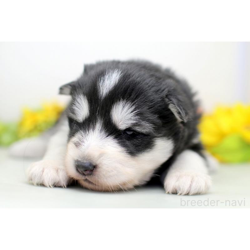 販売中の埼玉県のアラスカンマラミュート-452406の8枚目