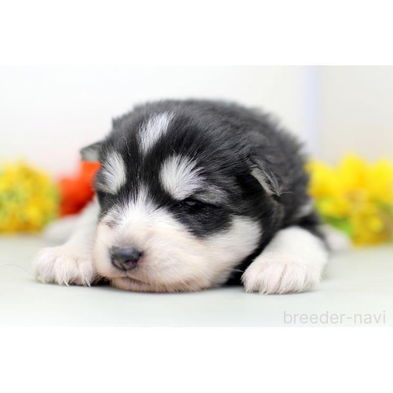 販売中の埼玉県のアラスカンマラミュート-452406の6枚目