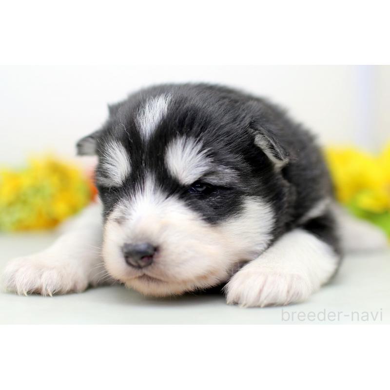 販売中の埼玉県のアラスカンマラミュート-452406の4枚目