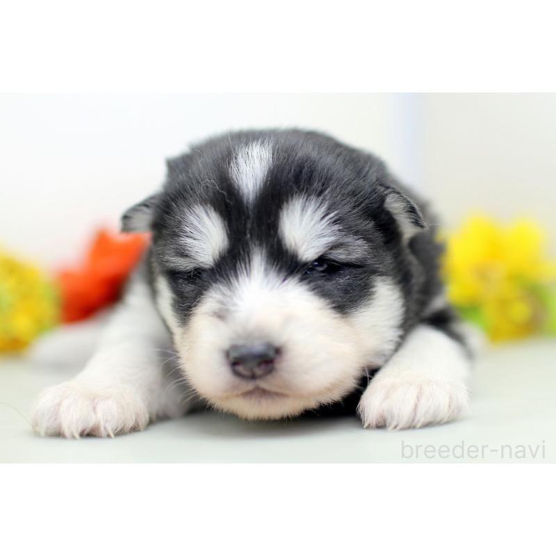 販売中の埼玉県のアラスカンマラミュート-452406の3枚目