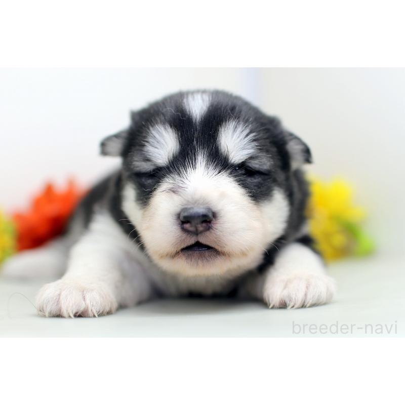 販売中の埼玉県のアラスカンマラミュート-452406の2枚目