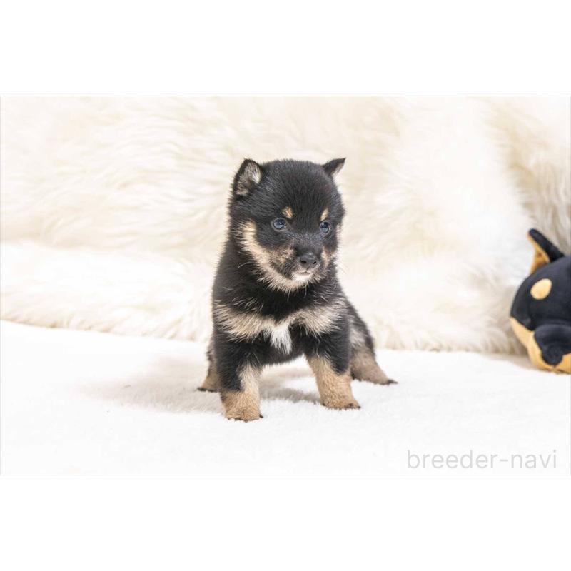 販売中の大分県の豆柴-452407の5枚目