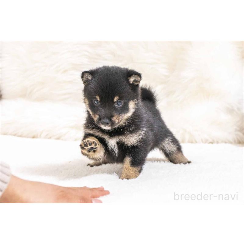 販売中の大分県の豆柴-452407の4枚目