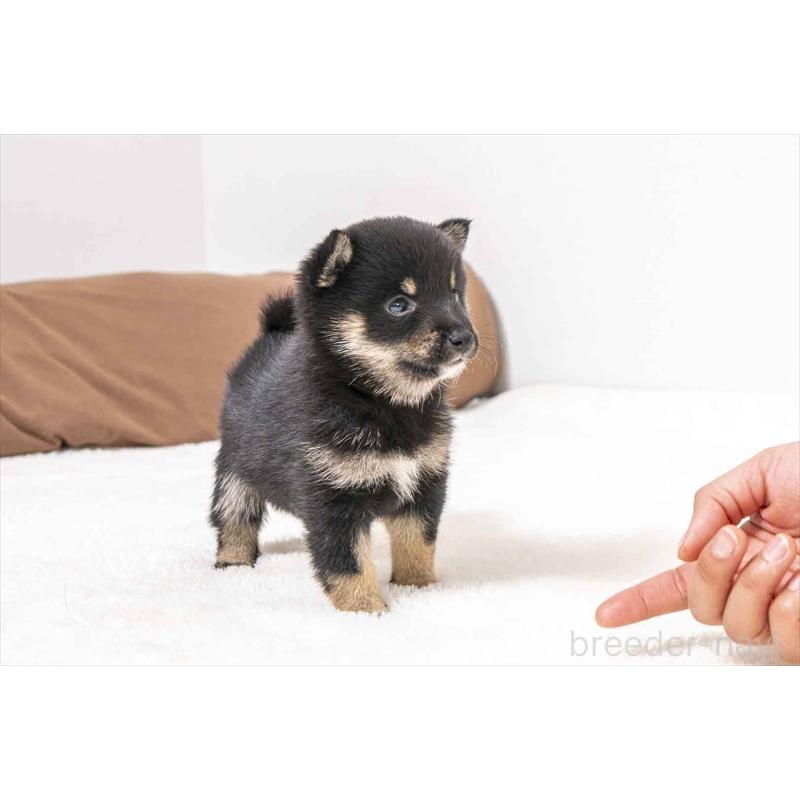 販売中の大分県の豆柴-452407の3枚目