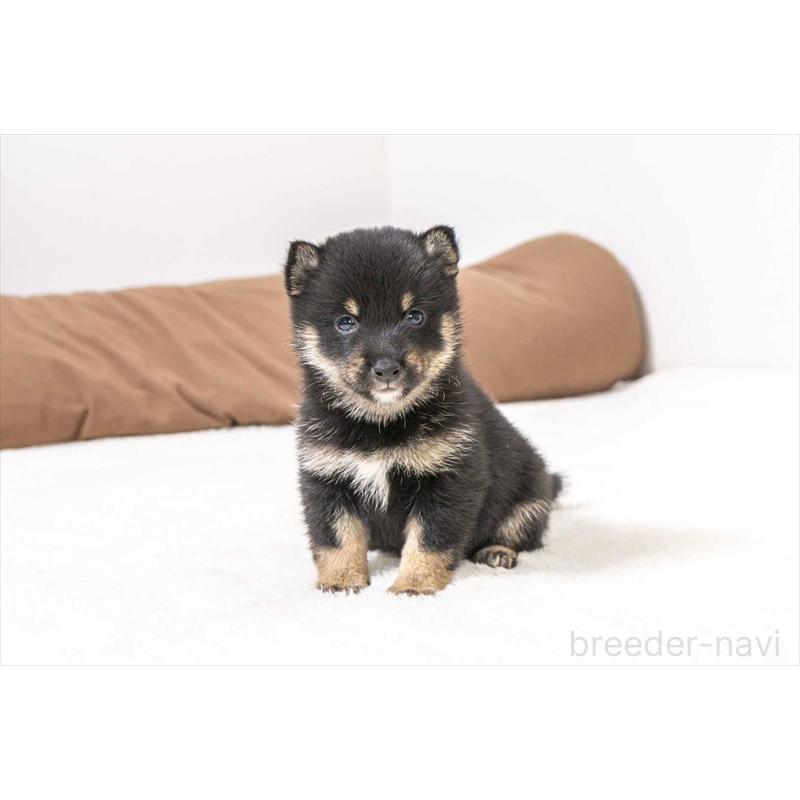 販売中の大分県の豆柴-452407の2枚目